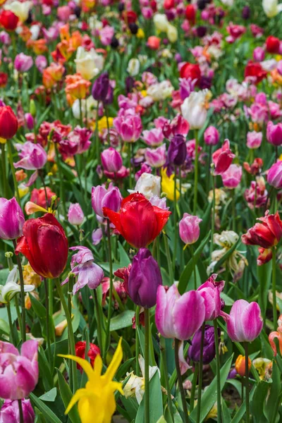 Fleurs avec gouttes d'eau — Photo