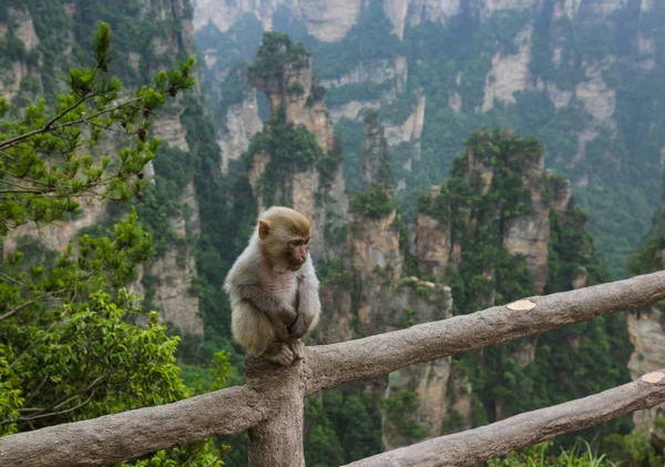 Singe dans le parc naturel des montagnes Avatar Tianzi - Wulingyuan Chine — Photo