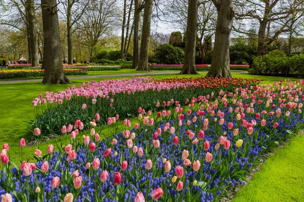 Flores no jardim Keukenhof Países Baixos — Fotografia de Stock