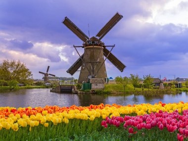 Yel değirmenleri ve Hollanda çiçek