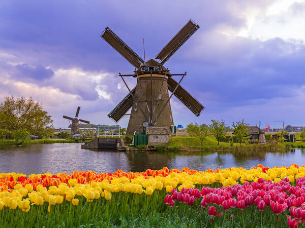 Windmills and flowers in Netherlands