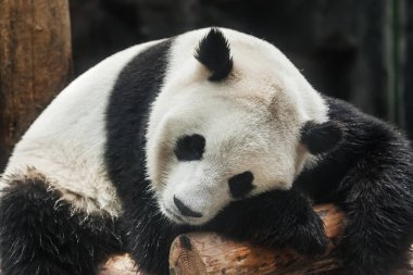 dev panda