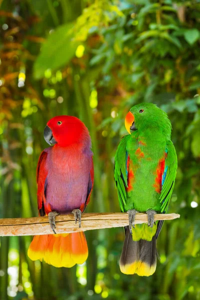 Parrots Bali Island Indonesia Nature Background — Stock Photo, Image