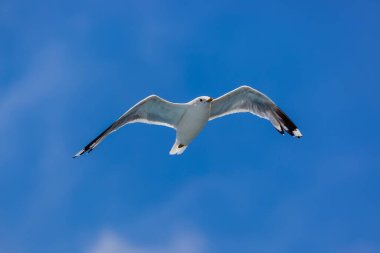 Mavi gökyüzü arka planına sahip uçan martı