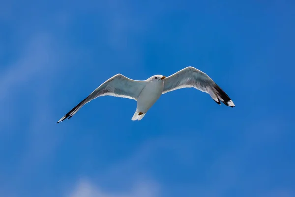 Gabbiano Volante Con Sfondo Blu Cielo — Foto Stock