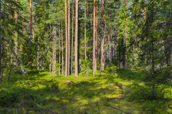 Green Coniferous Forest Nature Background — Stock Photo, Image