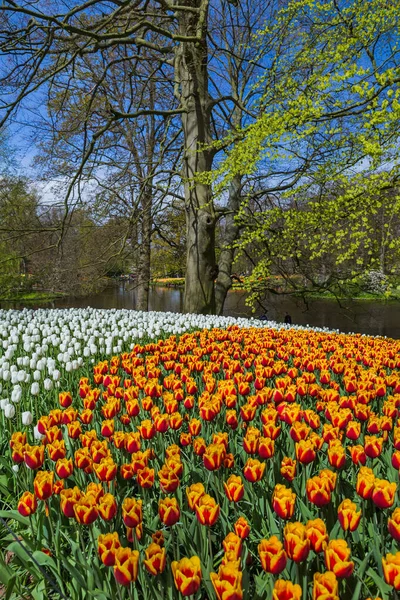 Fiori Giardino Keukenhof Paesi Bassi Sfondo Della Natura — Foto Stock