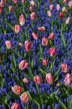 Hollanda 'nın Keukenhof bahçesinde çiçekler - doğa arka planı