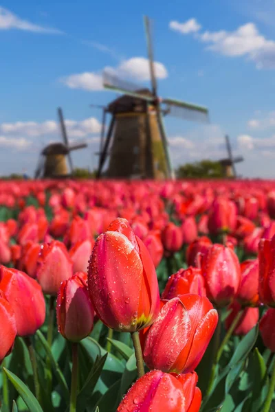 Moinhos Vento Flores Holanda Arquitetura Fundo — Fotografia de Stock