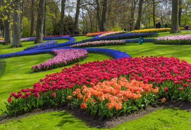 Hollanda 'nın Keukenhof bahçesinde çiçekler - doğa arka planı
