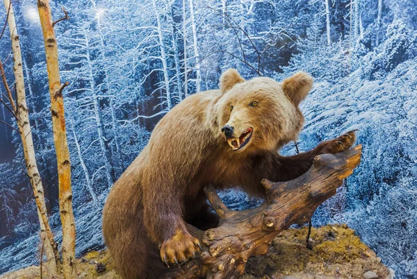 野生のクマのぬいぐるみ 動物の背景 — ストック写真