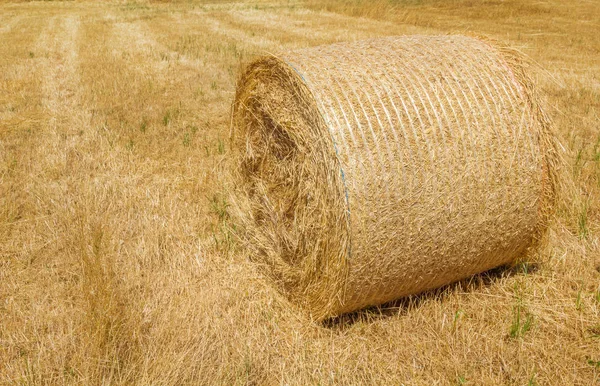 農地の収穫乾燥黄色い麦わらロールします — ストック写真