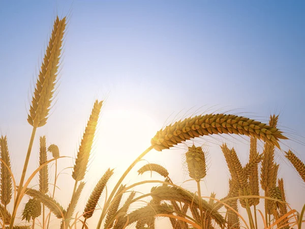 麦子头在秋天明亮的夕阳光农业背景 — 图库照片