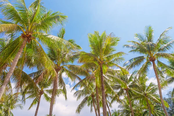 Зелені Кокосові Пальми Фоні Блакитного Сонячного Літнього Неба Подорожі Фону — стокове фото