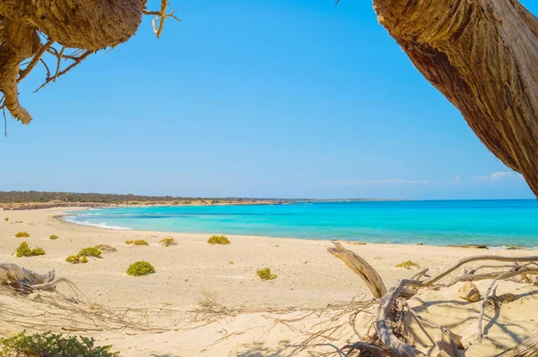 Chrisi Eiland Uitzicht Het Strand Onder Grote Juniper Tree Kreta — Stockfoto