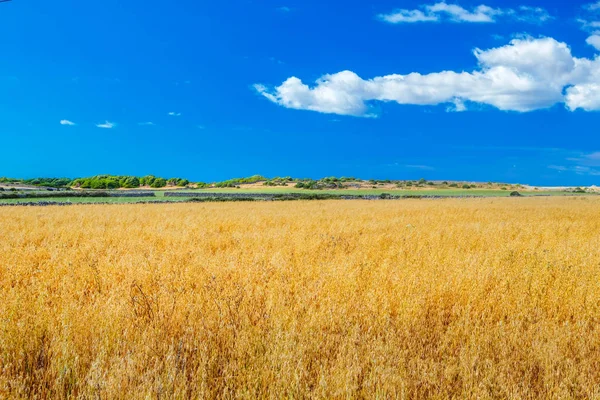 Menorca Farmland Landscape Sunny Day Balearic Islands Spain — Stock Photo, Image