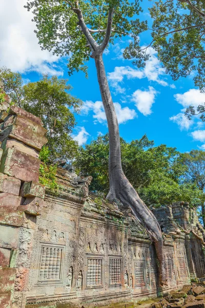 Pohon Besar Dinding Preah Khan Reruntuhan Kuil Kamboja — Stok Foto