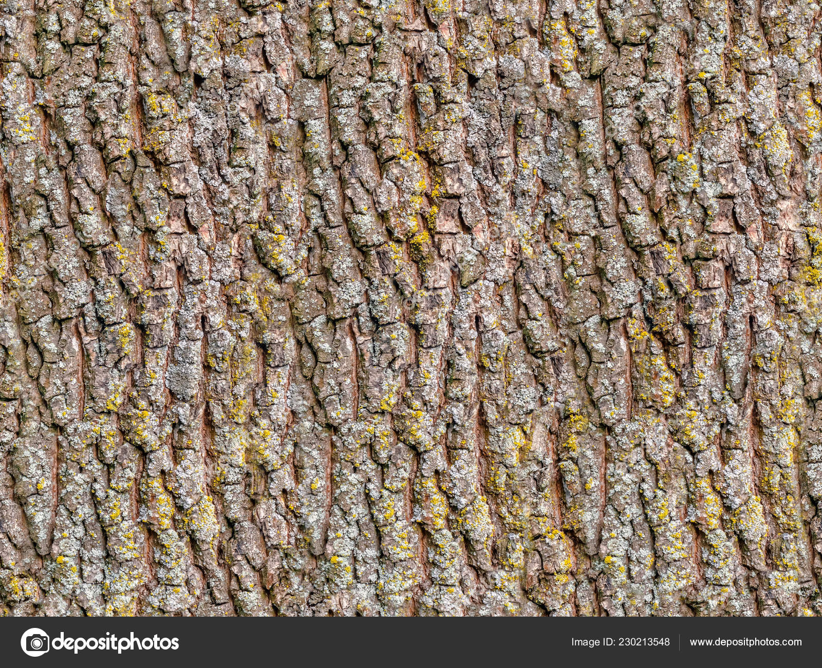 Seamless Old Oak Tree Bark Texture Moss Stock Photo Image By C Tuulijumala Seamless Old Oak Tree Bark Texture Moss Stock Photo Image By C Tuulijumala