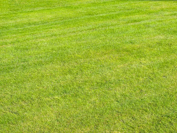 Groen Gras Gazon Zonnige Zomer Dag Achtergrond — Stockfoto