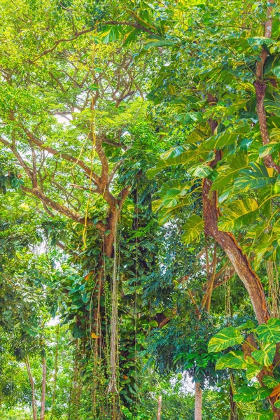 ジャングルつる植物写真素材 ロイヤリティフリージャングルつる植物画像 Depositphotos