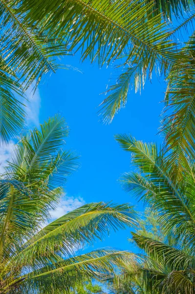Green palm leaves with blue sky background. — Stock Photo, Image
