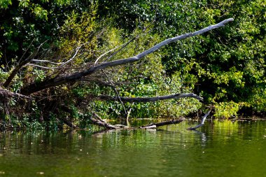 Ölü ağaçlar ve dalları su