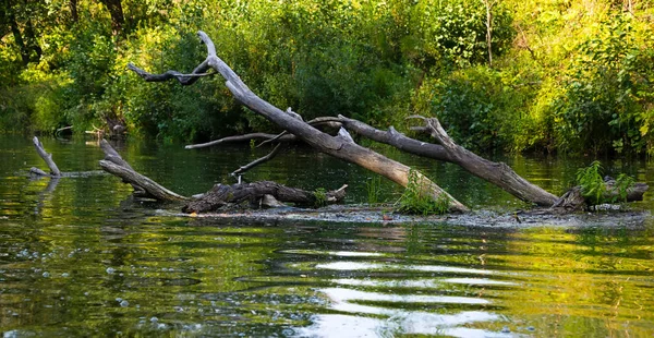 Dode bomen en takken in het water — Stockfoto