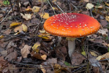 Kırmızı ve beyaz Zehirli mantarı veya mantar ly Agaric denir