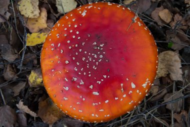 Sonbahar ahşap büyük bir sinek agaric şapka