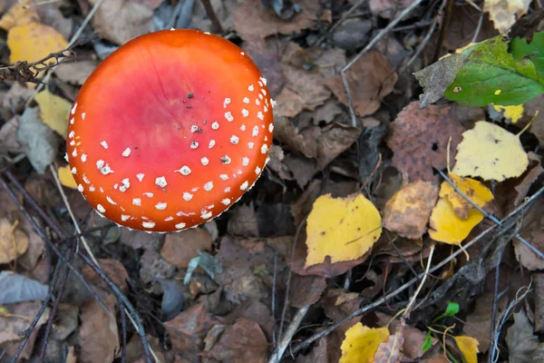 O toadstool venenoso vermelho e branco ou cogumelo chamado ly Agaric — Fotografia de Stock