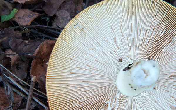 Шляпа большой мухи агарической в осеннем лесу — стоковое фото