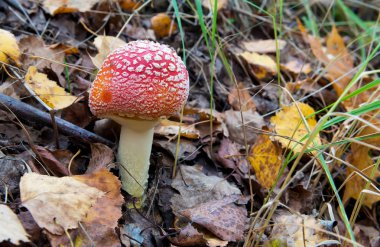 Kırmızı ve beyaz Zehirli mantarı veya mantar ly Agaric denir