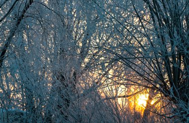 Karda güneşli bir çam ormanı