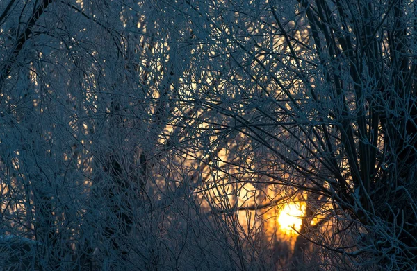 Strahlend sonniger Kiefernwald im Schnee — Stockfoto