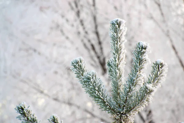 Bright sunny pine forest in the snow — Stock Photo, Image