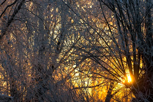 Helder zonnig dennenbos in de sneeuw — Stockfoto