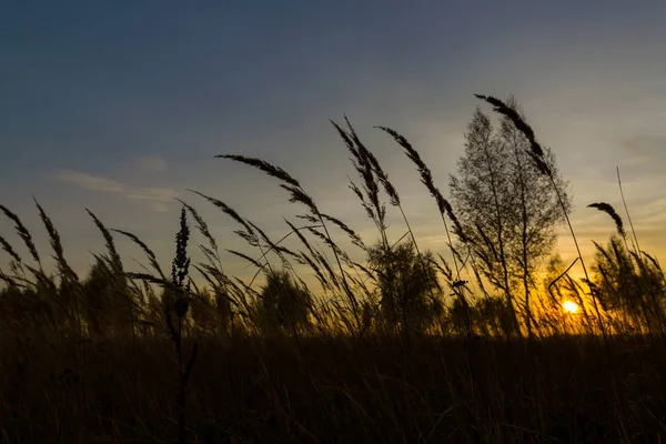 Beautiful decline in ears of wheat and the sun sits down behind the trees — Stock Photo, Image
