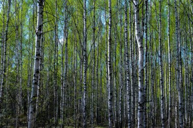 Huş ağacı gibi doğal arka plan. Parlak güneşli bir gün