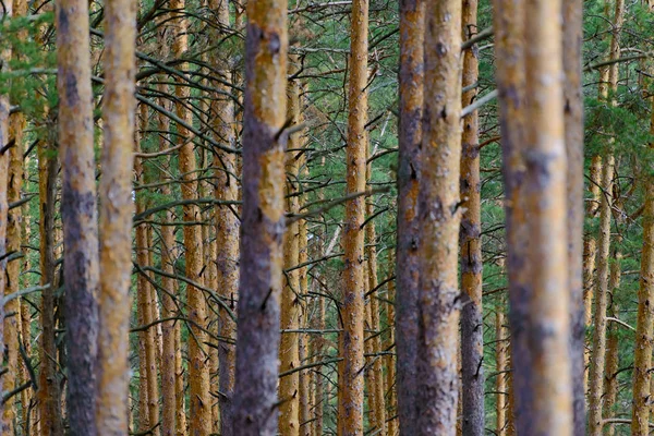 Natural background as pine forest. Trunks of trees with dry branches — Stock Photo, Image