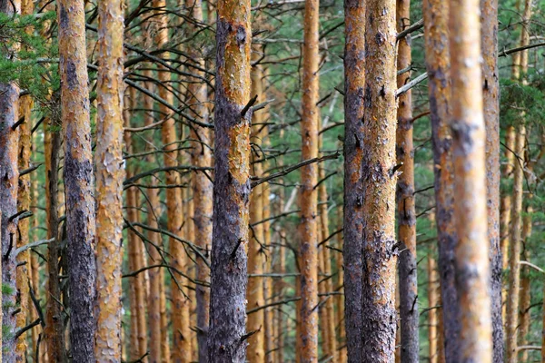 Natural background as pine forest. Trunks of trees with dry branches — Stock Photo, Image