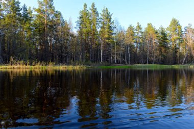 Sonbahar akşam manzara nehir ve güzel bir ağaç