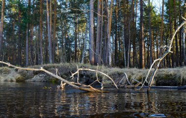 Ölü ağaçlar ve dalları su
