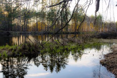 Sonbahar akşam manzara nehir ve güzel bir ağaç