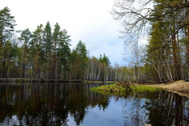 Sonbahar akşam manzara nehir ve güzel bir ağaç