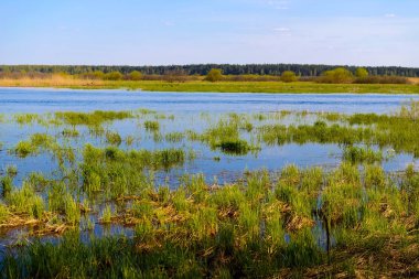 Sonbahar akşam manzara nehir ve güzel bir ağaç