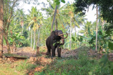 Büyük fil dişleri ile