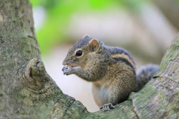 Chipmunk Eats Tree — Stock Photo, Image