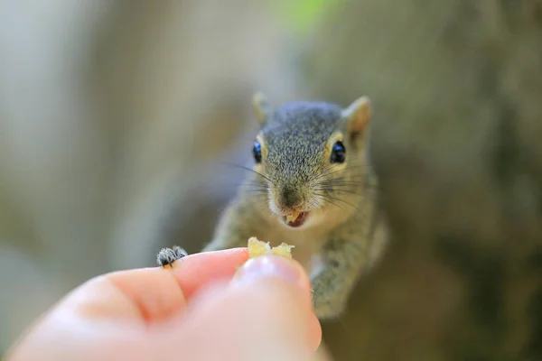 Chipmunk Eten Uit Handen — Stockfoto