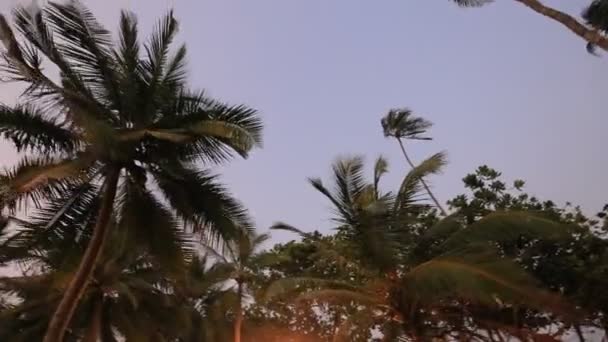 Tropical Palms Sunset — Stock Video