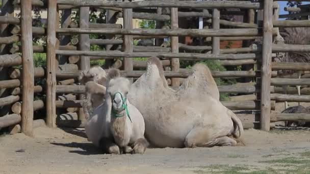 Camelo Bactriano Zoológico — Vídeo de Stock